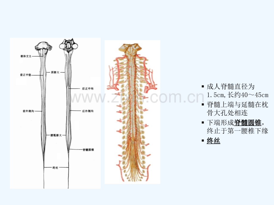 脊髓损伤康复护理知识.ppt_第3页