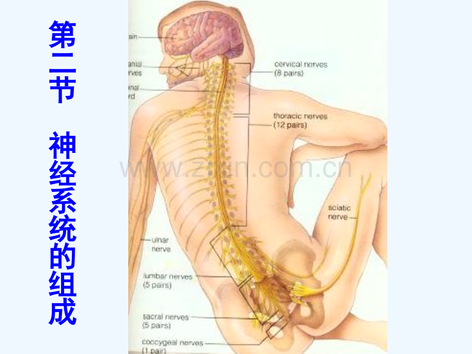 人教版生物七年级下册-神经系统的组成PPT.ppt_第2页