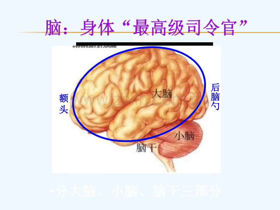 人教版生物七年级下册-神经系统的组成PPT.ppt_第3页