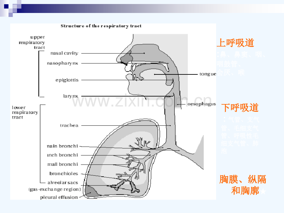 小儿呼吸道特点急性上呼吸道感染.ppt_第2页