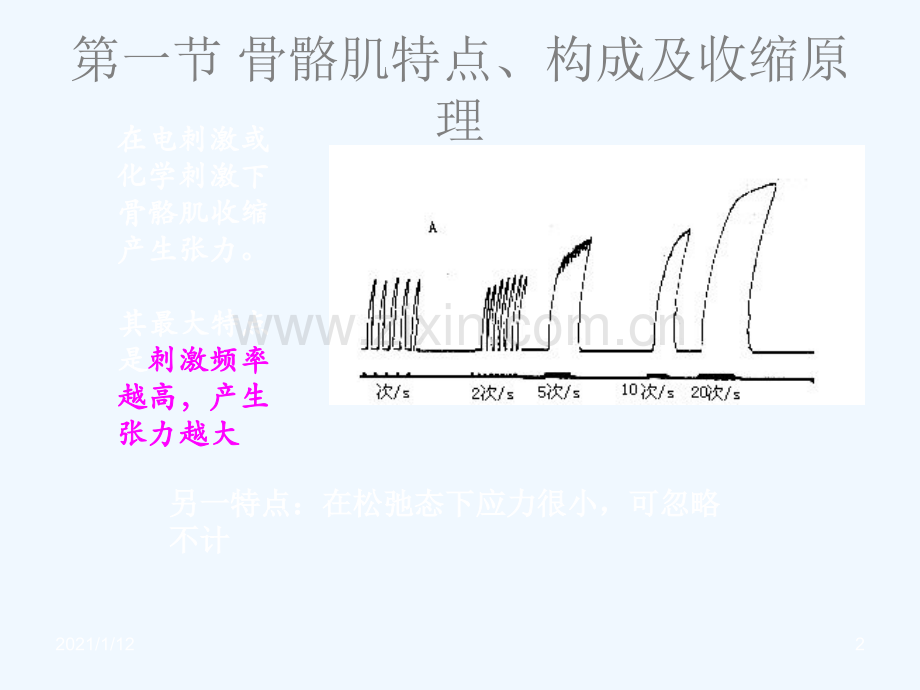 肌肉力学性质.ppt_第2页