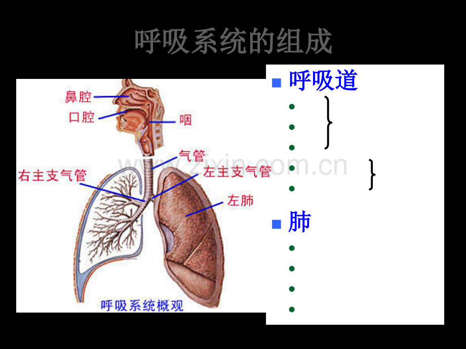 急性上呼吸道感染合理用药(简称上感).ppt_第2页