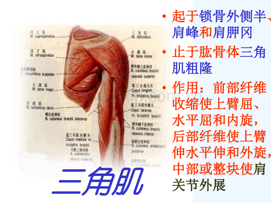 人体主要肌肉构造位置及功能.ppt_第3页