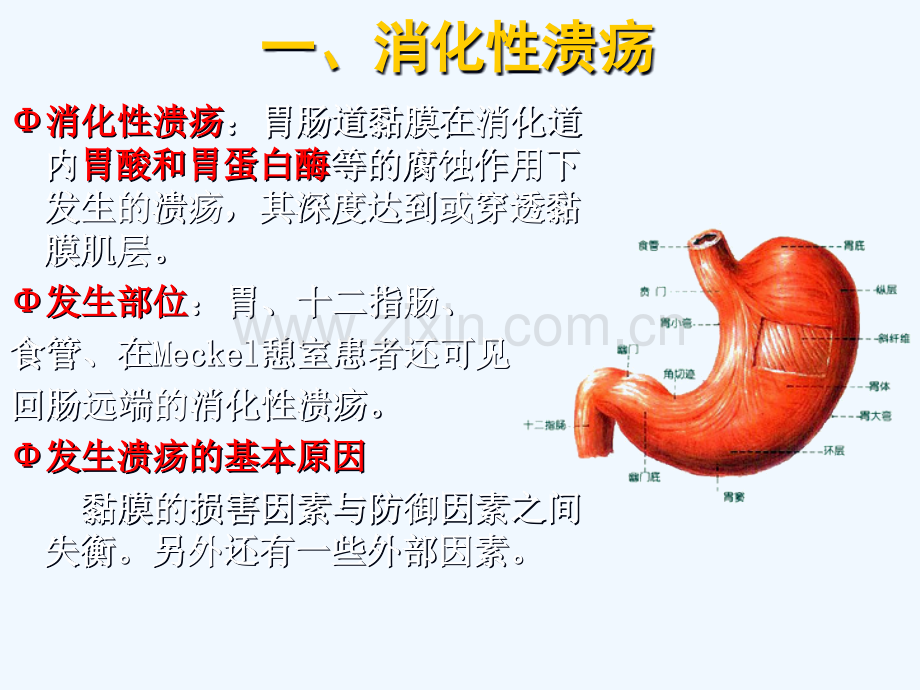 消化系统常见疾病的基本药物治疗.pptx_第2页