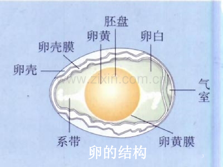 八年级生物下册第七单元第一章第4节-鸟的生殖与发育课.ppt_第3页