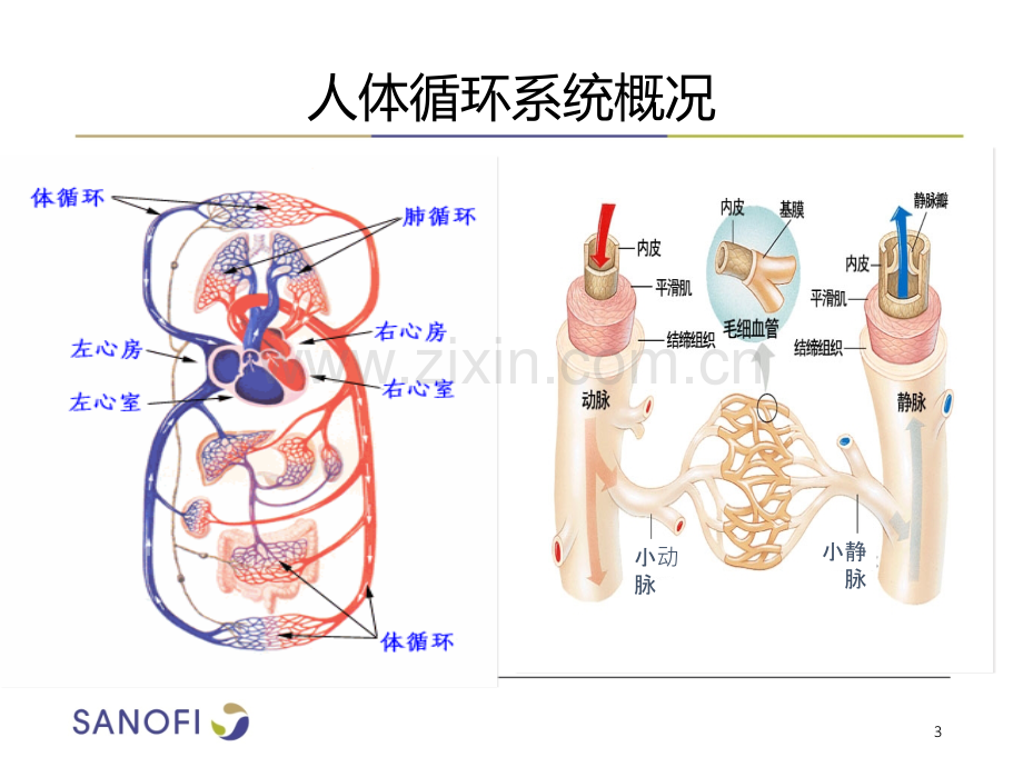 心血管疾病与治疗培训.ppt_第3页