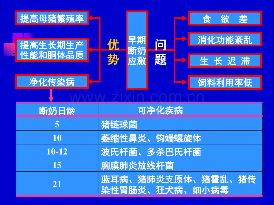 仔猪营养与教槽料配制.pptx_第3页