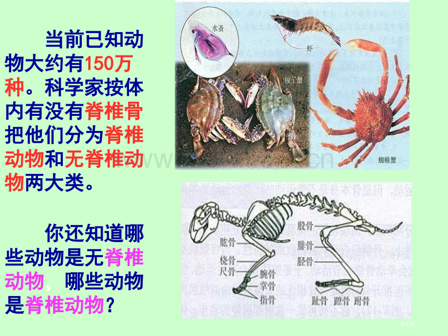 无脊椎动物类群复习省公共课一等奖全国赛课获奖课件.pptx_第1页