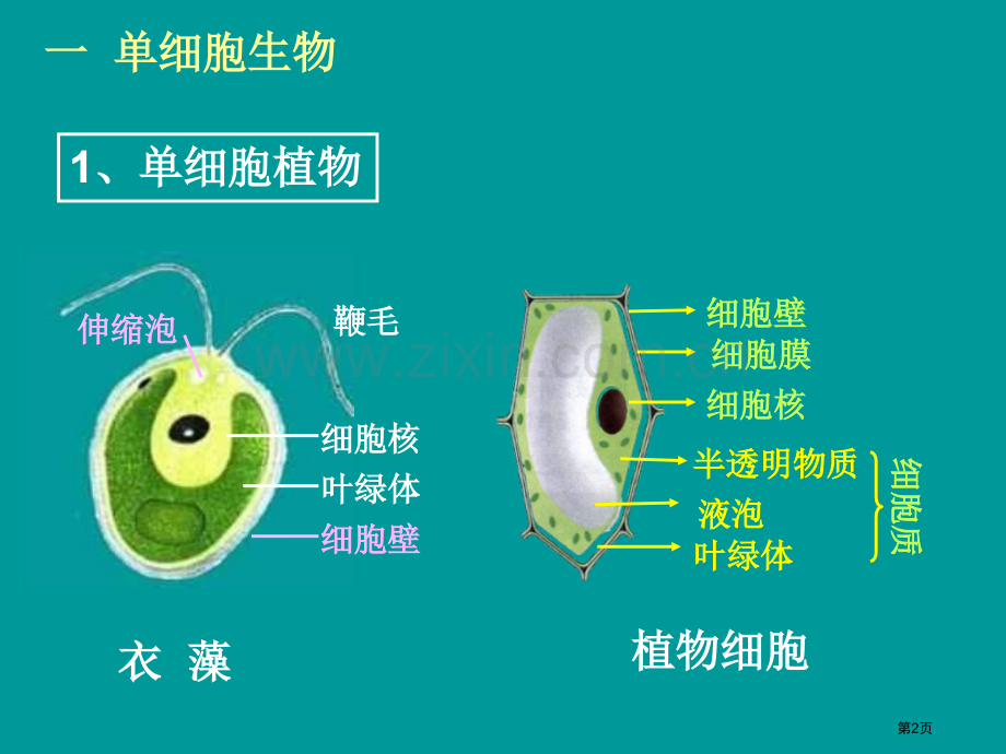 七年级科学显微镜下的各种生物省公共课一等奖全国赛课获奖课件.pptx_第2页