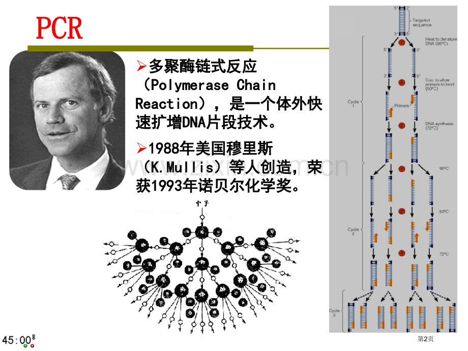 专题复习PCR技术省公共课一等奖全国赛课获奖课件.pptx_第2页