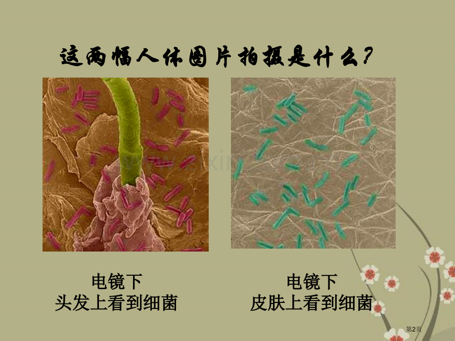 细菌细菌和真菌省公开课一等奖新名师优质课比赛一等奖课件.pptx_第2页