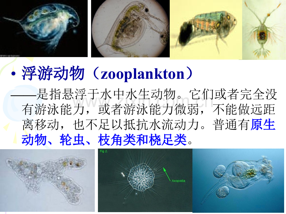 水生生物学-原生动物protozoa--副本省公共课一等奖全国赛课获奖课件.pptx_第2页