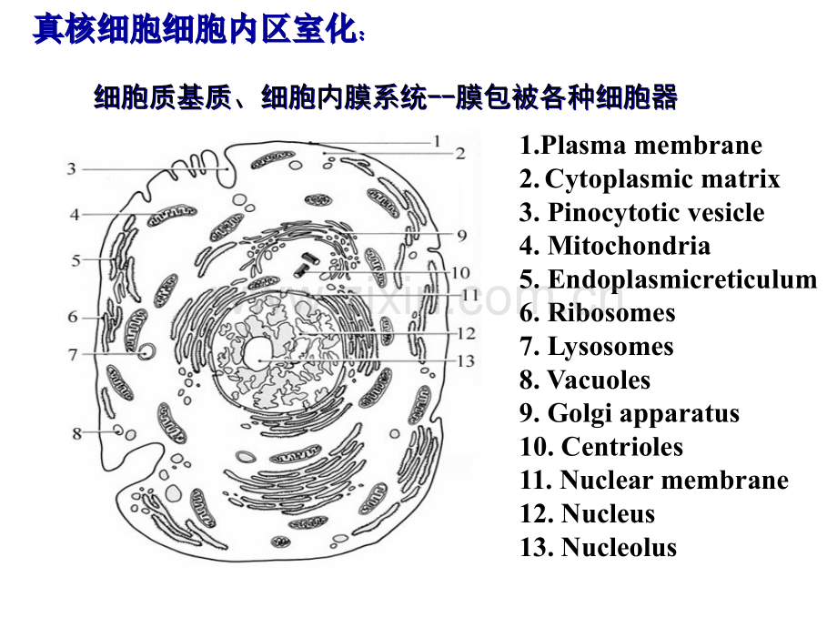 高中生物奥赛辅导真核细胞内膜系统蛋白质分选和膜泡运输省公共课一等奖全国赛课获奖课件.pptx_第3页