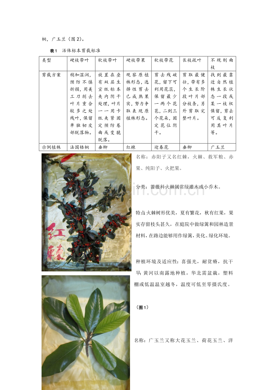 校园常见植物采集调查分析报告.doc_第2页