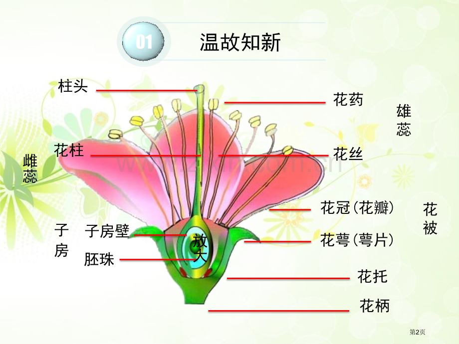 植物的有性生殖教学课件省公开课一等奖新名师优质课比赛一等奖课件.pptx_第2页