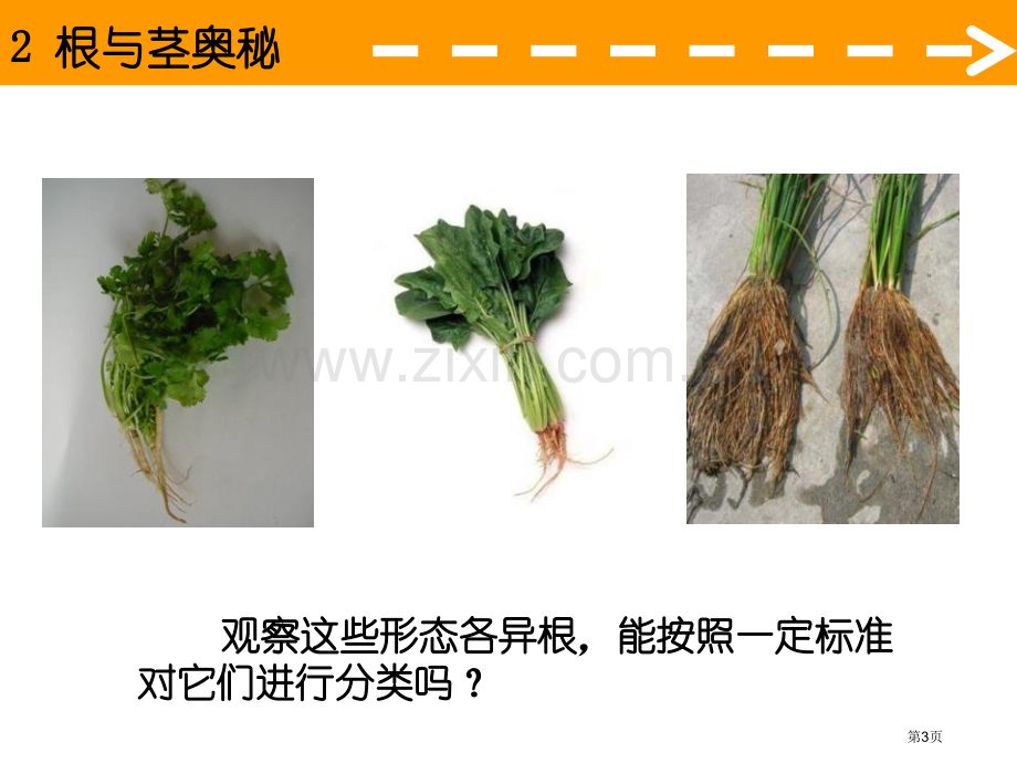 根与径的奥秘植物生活的秘密课件省公开课一等奖新名师优质课比赛一等奖课件.pptx_第3页