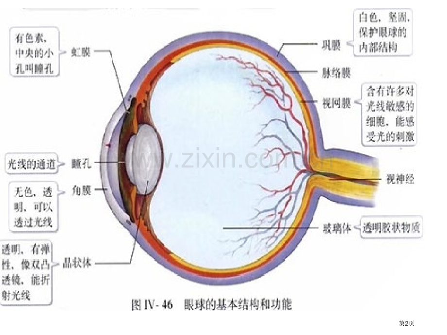 生物人体生命活动的调节省公共课一等奖全国赛课获奖课件.pptx_第2页