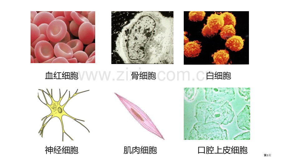 人和动物细胞的结构与功能教学课件省公开课一等奖新名师优质课比赛一等奖课件.pptx_第3页