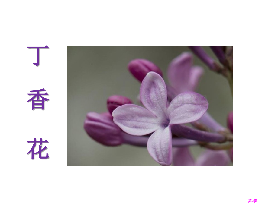 寻找幸运花瓣省公开课一等奖新名师优质课比赛一等奖课件.pptx_第2页