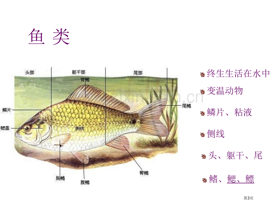 九年级生物动物的主要类群省公共课一等奖全国赛课获奖课件.pptx_第3页