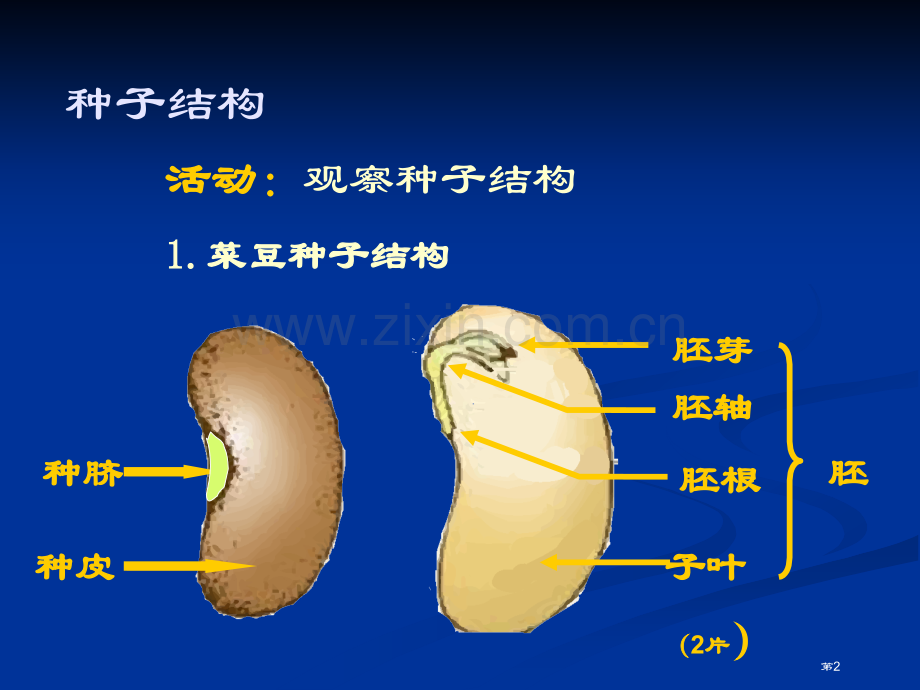 种子萌发形成幼苗课件省公开课一等奖新名师优质课比赛一等奖课件.pptx_第2页