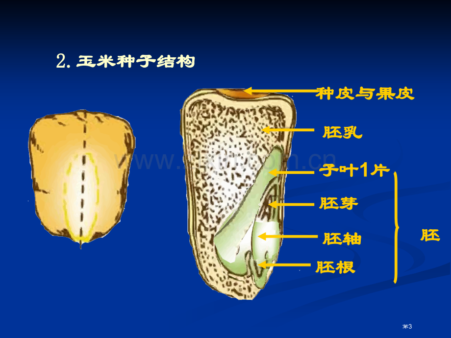 种子萌发形成幼苗课件省公开课一等奖新名师优质课比赛一等奖课件.pptx_第3页