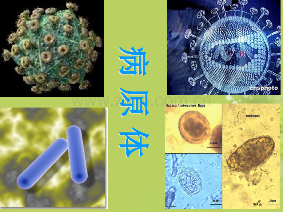 八年级生物下册传染病及其预防苏教版省公共课一等奖全国赛课获奖课件.pptx_第3页