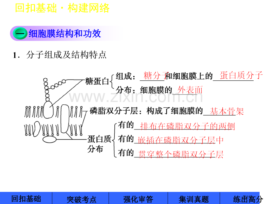 高考苏教版生物大一轮第4讲细胞膜和细胞核省公共课一等奖全国赛课获奖课件.pptx_第2页