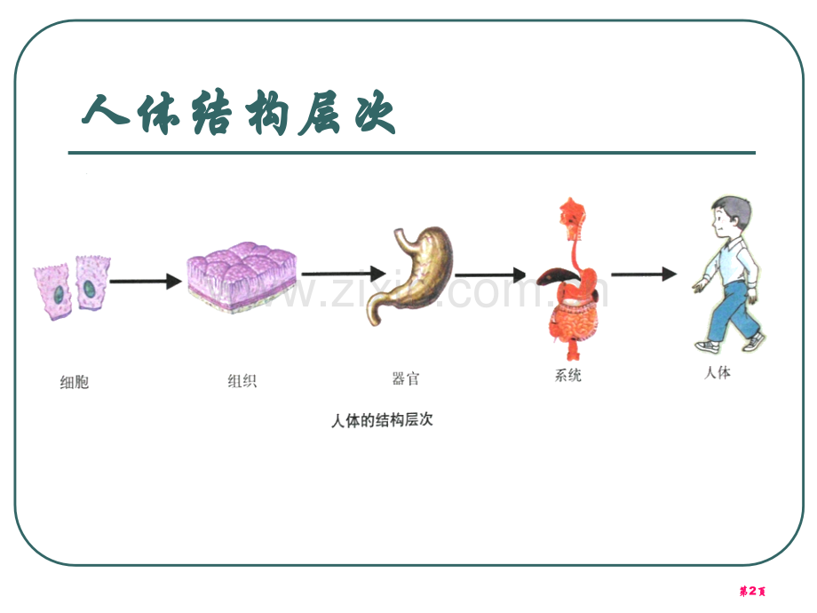 人的运动系统和保健课件省公开课一等奖新名师优质课比赛一等奖课件.pptx_第2页