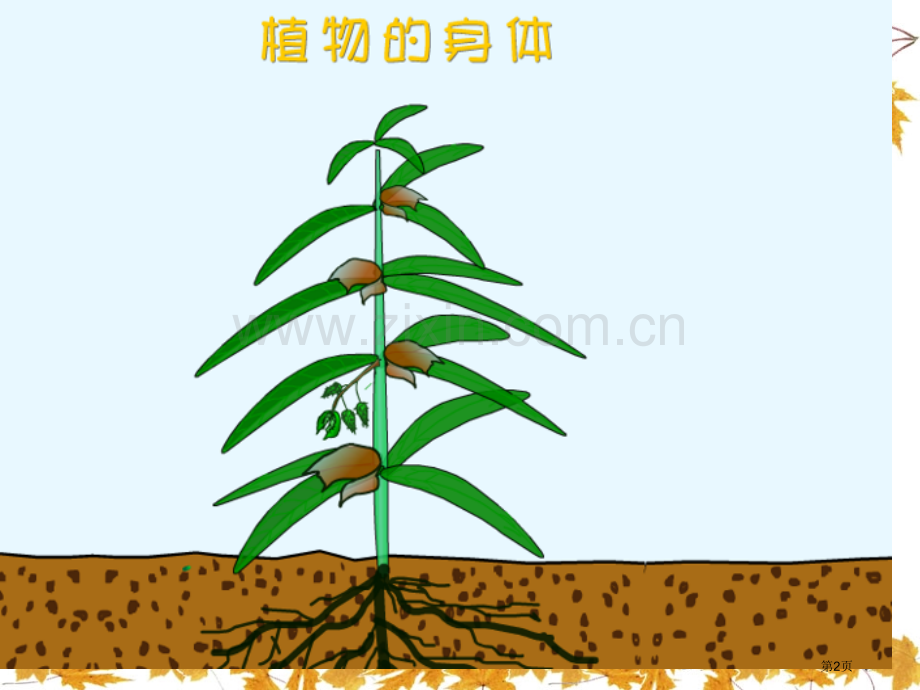 植物的身体植物的生长省公开课一等奖新名师优质课比赛一等奖课件.pptx_第2页