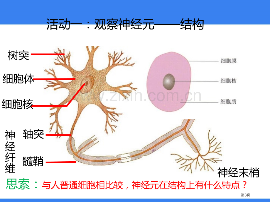 人体的神经调节教学课件省公开课一等奖新名师优质课比赛一等奖课件.pptx_第3页