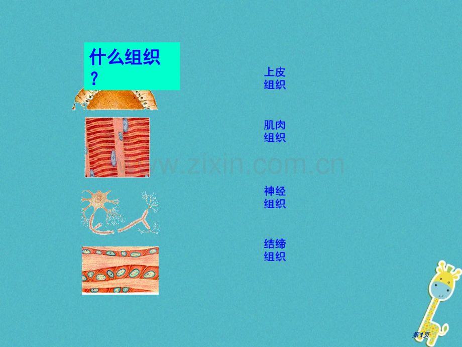 七年级生物上册第二单元第二章第三节植物体的结构层次PPT市公开课一等奖百校联赛特等奖大赛微课金奖PP.pptx_第1页