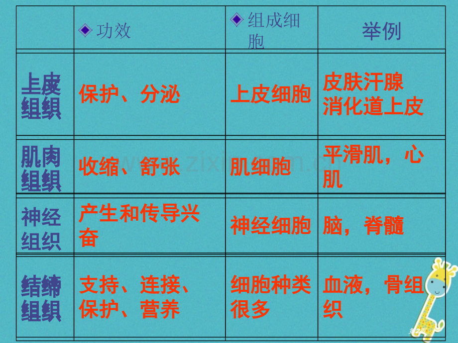 七年级生物上册第二单元第二章第三节植物体的结构层次PPT市公开课一等奖百校联赛特等奖大赛微课金奖PP.pptx_第2页