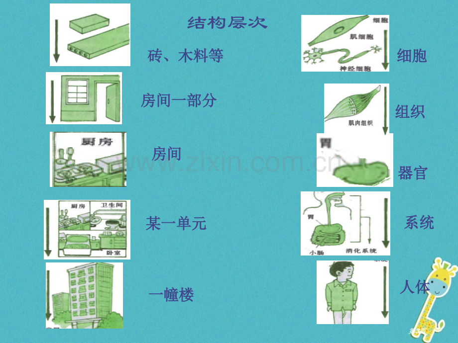 七年级生物上册第二单元第二章第三节植物体的结构层次PPT市公开课一等奖百校联赛特等奖大赛微课金奖PP.pptx_第3页