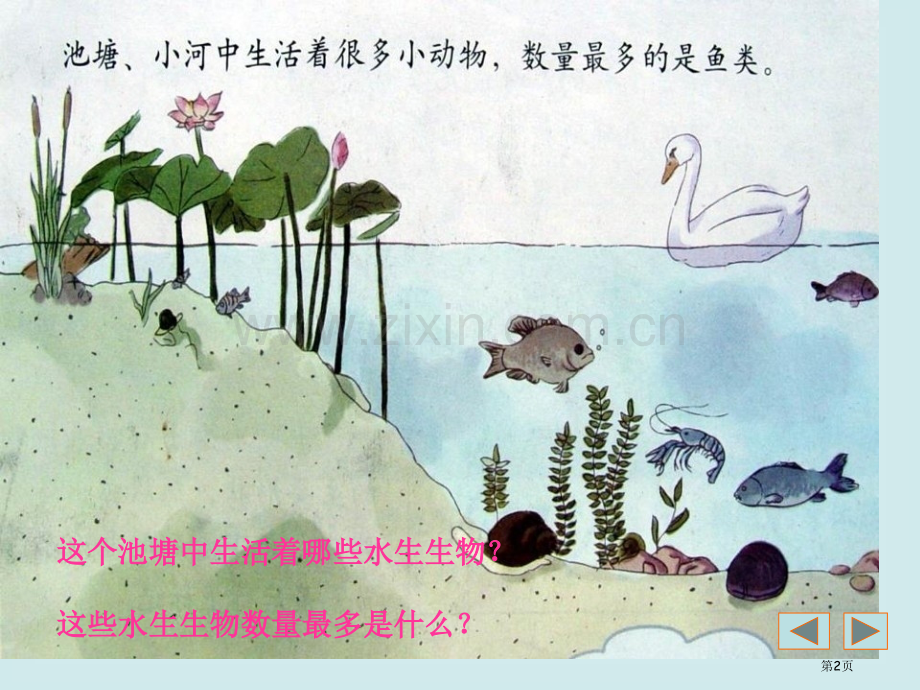 水族的公民多种多样的动物课件省公开课一等奖新名师比赛一等奖课件.pptx_第2页