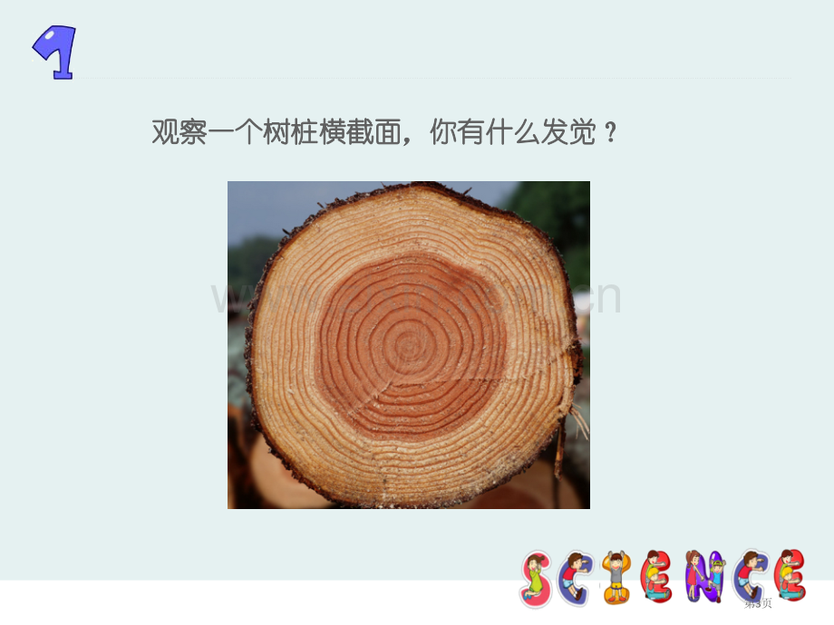 树木中的纹路走进树林课件省公开课一等奖新名师优质课比赛一等奖课件.pptx_第3页