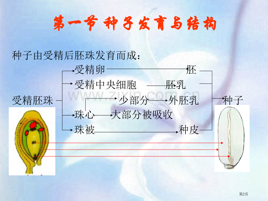 植物学教学植物的果实省公共课一等奖全国赛课获奖课件.pptx_第2页