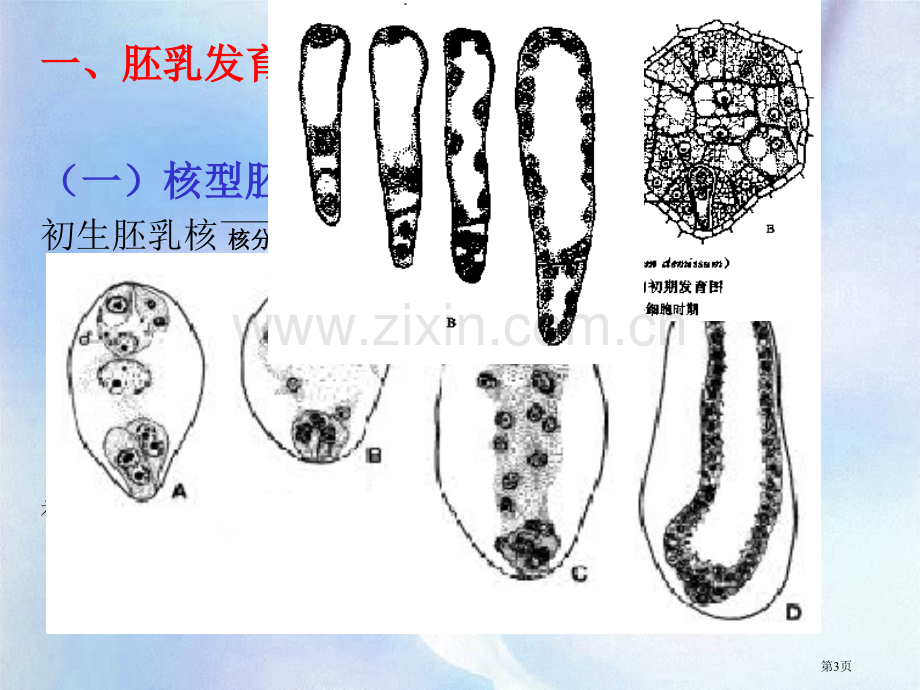 植物学教学植物的果实省公共课一等奖全国赛课获奖课件.pptx_第3页