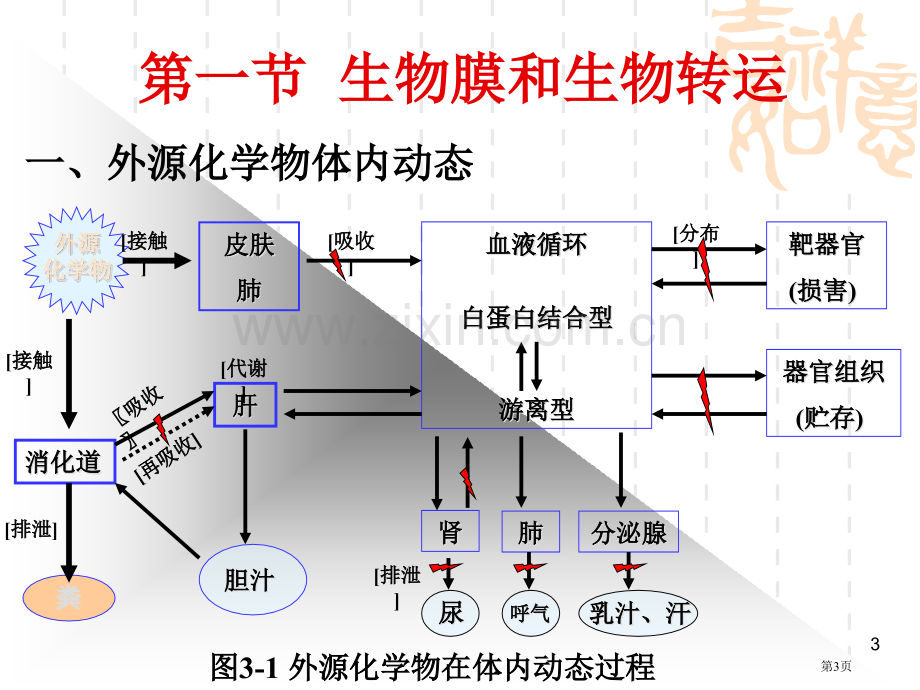 外源化学物在体内的生物转运和生物转化省公共课一等奖全国赛课获奖课件.pptx_第3页