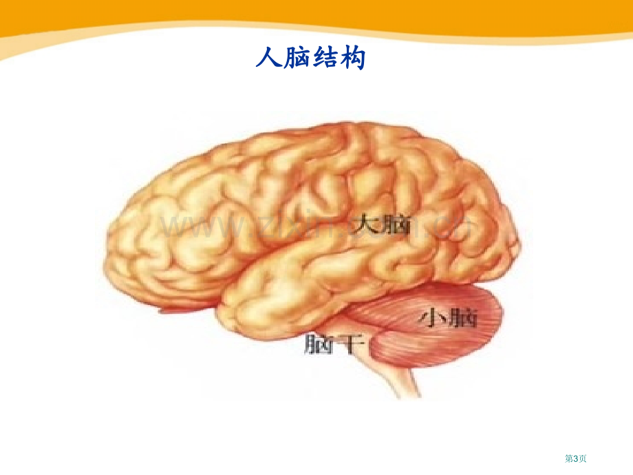 人体的神经调节课件省公开课一等奖新名师优质课比赛一等奖课件.pptx_第3页