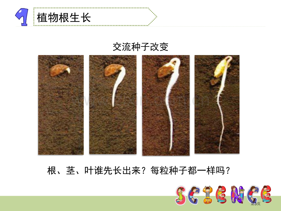 我们先看到了根植物的生长变化省公开课一等奖新名师比赛一等奖课件.pptx_第3页