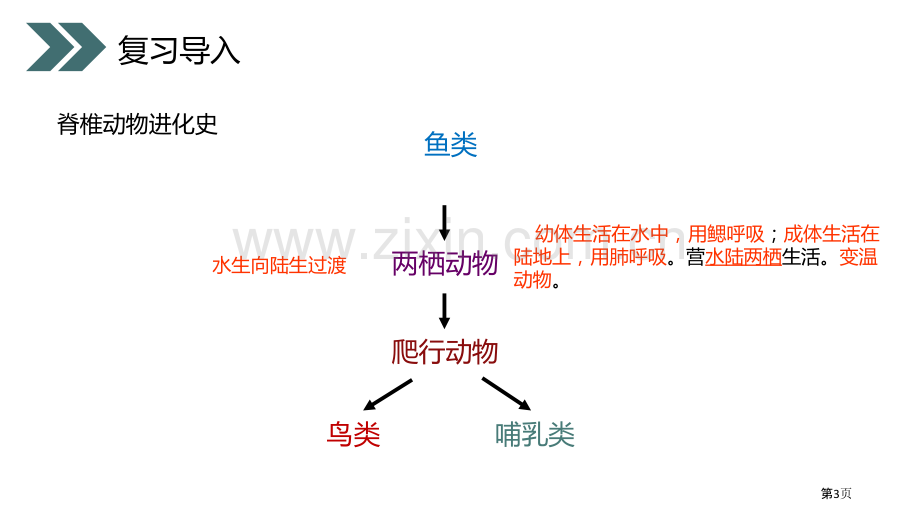 两栖动物的生殖和发育省公开课一等奖新名师比赛一等奖课件.pptx_第3页