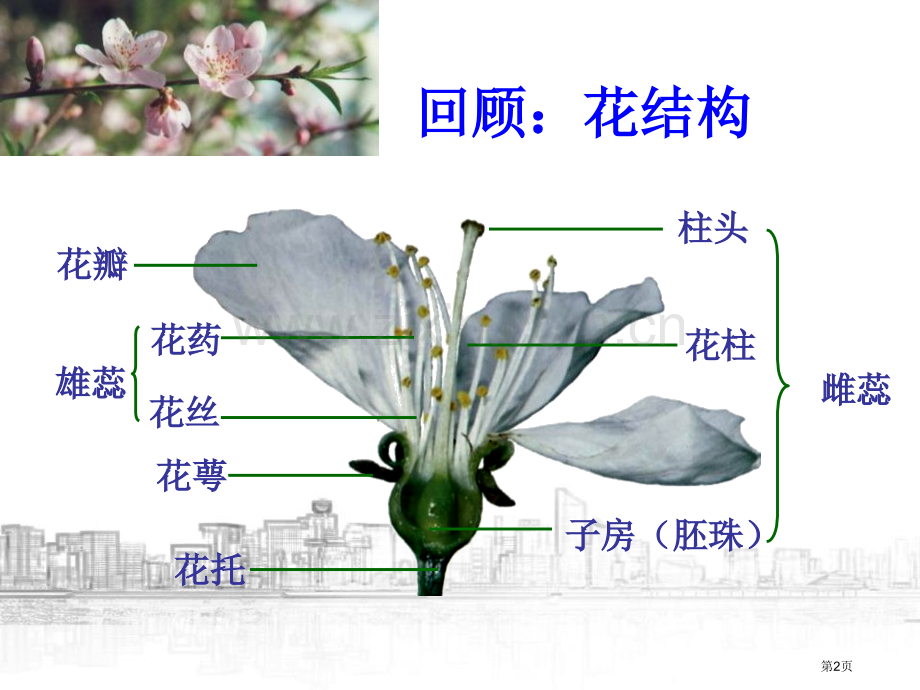 植物生殖方式的多样性省公开课一等奖新名师优质课比赛一等奖课件.pptx_第2页