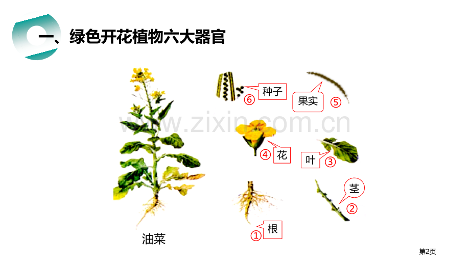 植物体的结构层次省公开课一等奖新名师优质课比赛一等奖课件.pptx_第2页