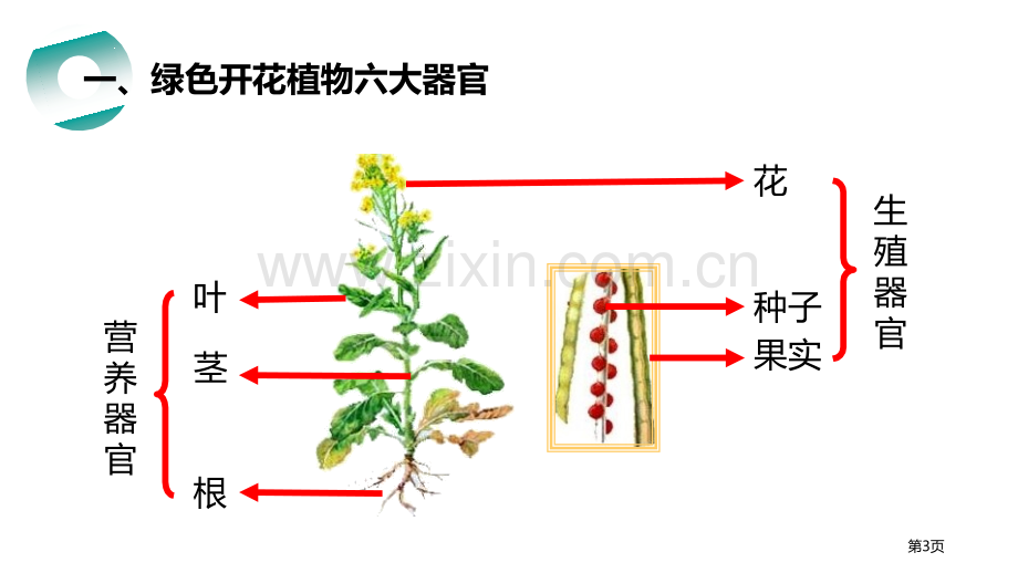 植物体的结构层次省公开课一等奖新名师优质课比赛一等奖课件.pptx_第3页