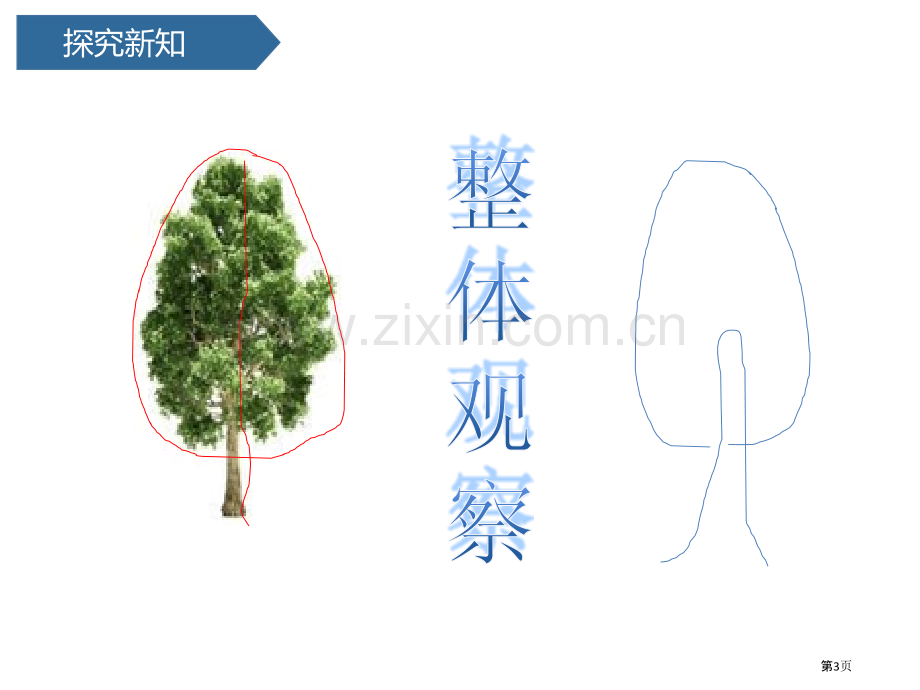 校园里的植物课件省公开课一等奖新名师优质课比赛一等奖课件.pptx_第3页