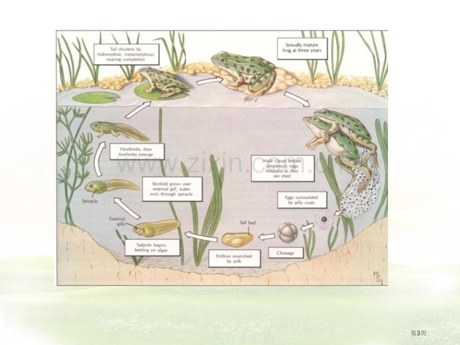 动物的生长时期课件省公开课一等奖新名师优质课比赛一等奖课件.pptx_第3页
