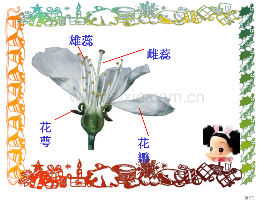 常见的植物1省公开课一等奖新名师优质课比赛一等奖课件.pptx_第2页