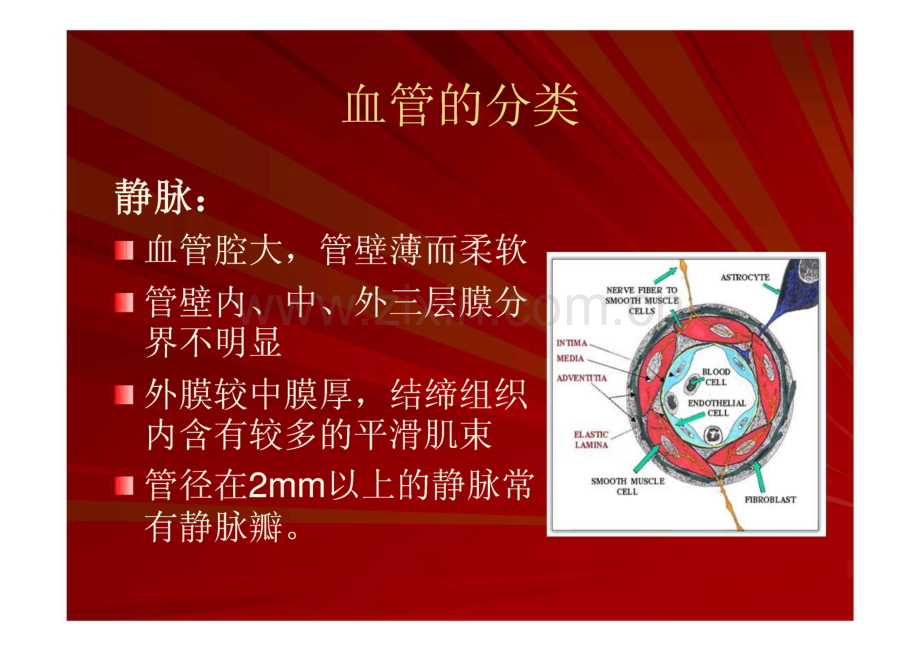 脑血管解剖(脑动脉系).pdf_第3页