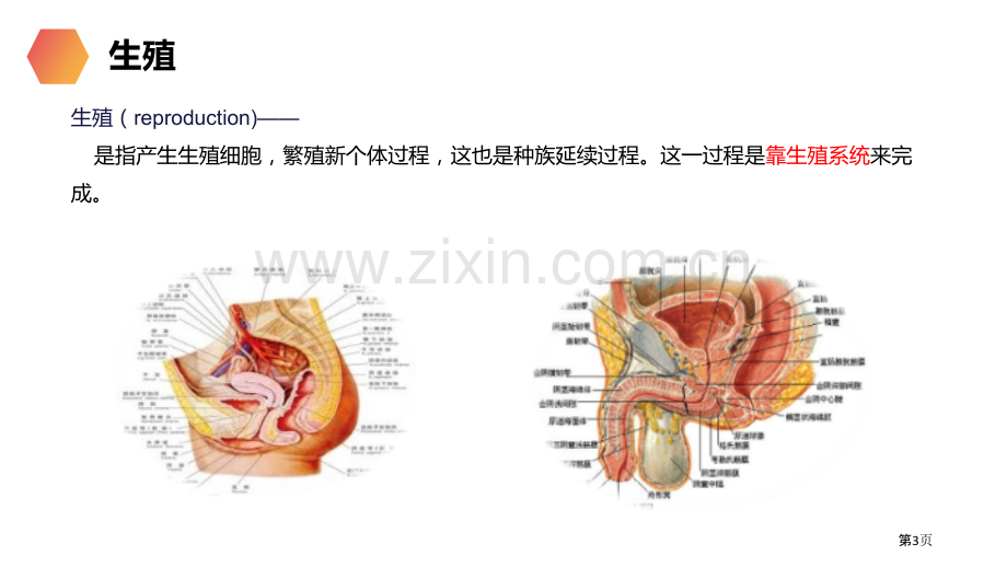 人的生殖省公开课一等奖新名师比赛一等奖课件.pptx_第3页